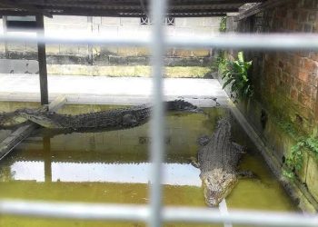 Selain terkenal dengan kekayaan sumber daya alamnya yang melimpah mulai dari batubara, minyak dan perkebunan kelapa sawit Kabupaten Kutai Timur (Kutim) juga terkenal sebagai salah satu daerah di Kalimantan Timur (Kaltim) yang memiliki binatang buas yang hidup di alam liar seperti buaya