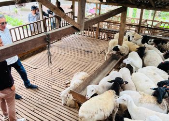 Seskab Rizali Hadi Apresiasi Inovasi Peternakan Modern di Cipta Visi Farm